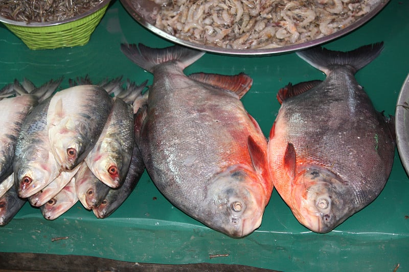 缅甸，鲜鱼市场。