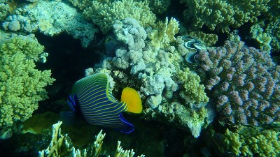 皇帝神仙鱼(Pomacanthus imperator)海底，红海，埃及