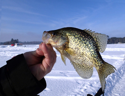 渔夫在蓝天和冰封的湖面上举着一个Crappie