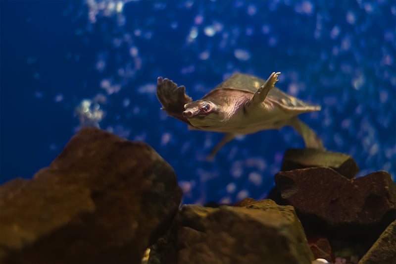 异国情调的热带珊瑚鱼环境水族馆