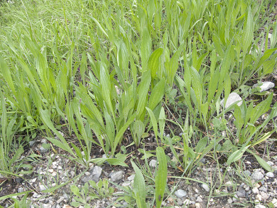 Plantago生长状况