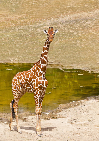 长颈鹿(Giraffa鹿豹座)