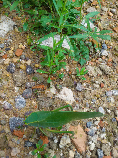 与绿叶相似的绿色昆虫，名叫蚱蜢