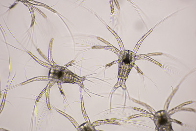 光显微镜下凡纳美虾的Nauplius阶段，显微镜下虾的幼虫，虾，白虾，Nauplius, Naupl