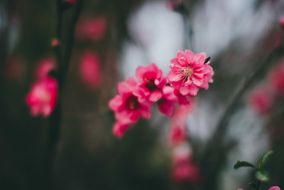 桃花花。