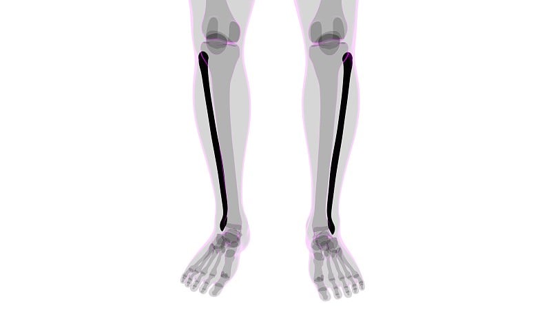 人体骨骼解剖腓骨骨3D渲染