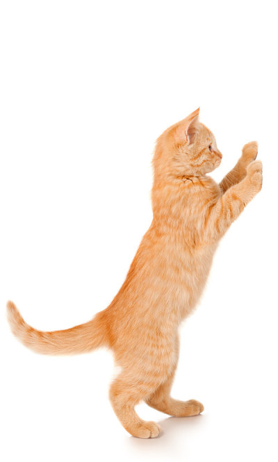 有趣的红发猫站着