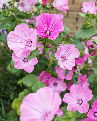 装饰花Lavatera