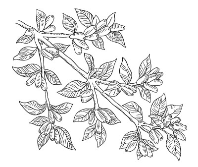 Haskap berries and leaves. Branch of plant. Sweetb