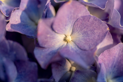 栀子花