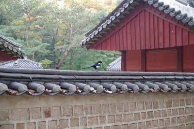 韩国首尔的鸟