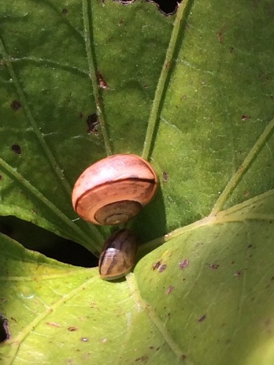 蜗牛在叶