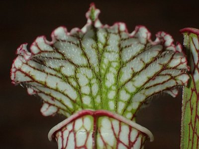 投手的植物