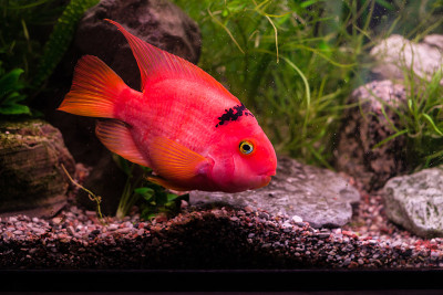 鱼缸里的稀有珍奇鱼鳞