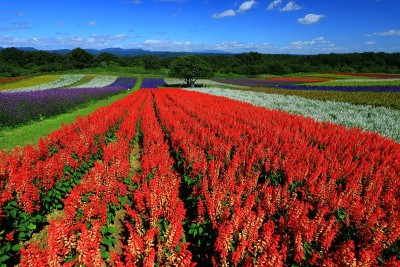 蓝天和花海