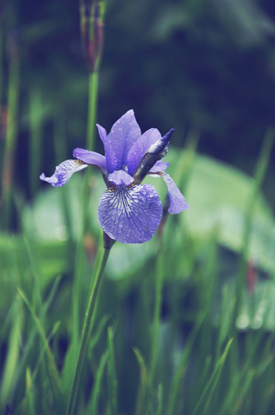 蓝色鸢尾花，雨后水滴