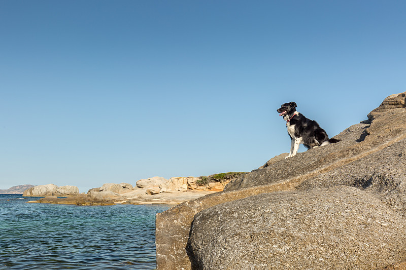 科西嘉海岸露头的岩石上的边境牧羊犬