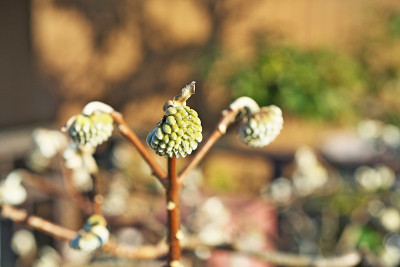 Edgeworthia papyrifera
