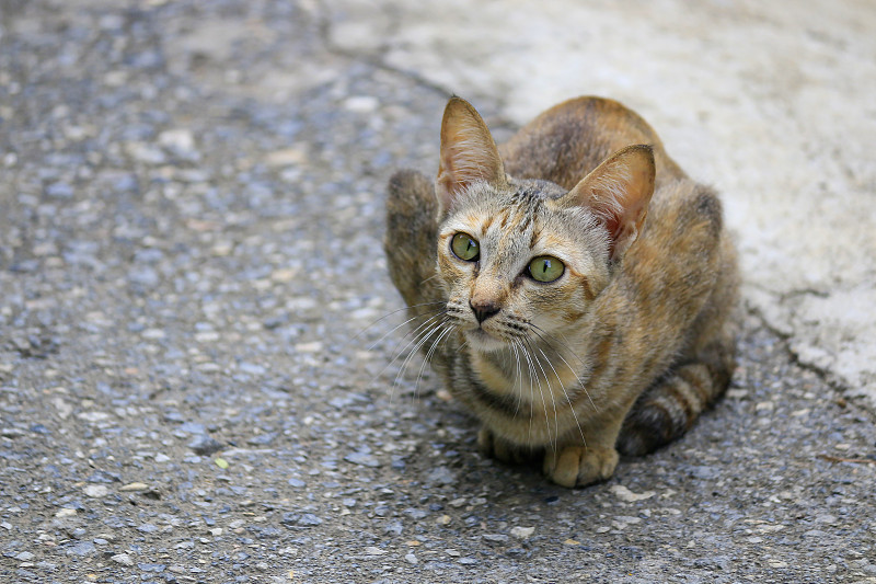 特写一只猫盯着姿态，准备跳。