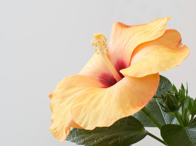 明亮的黄色芙蓉