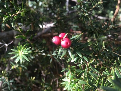 夏威夷考艾岛的威美亚峡谷。