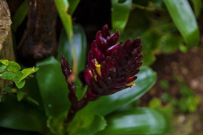 近距离燃烧的火炬。红色的花。植物学