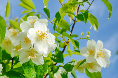 茉莉花