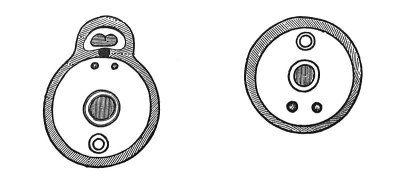 古代插图。脊椎动物的横切面