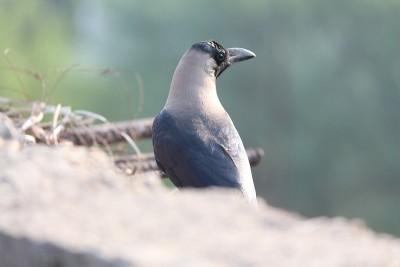 房子乌鸦