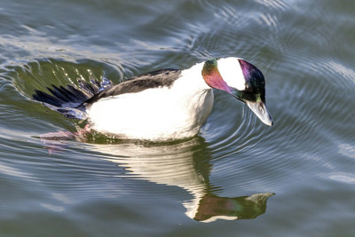 男Bufflehead，白石，加拿大不列颠哥伦比亚省