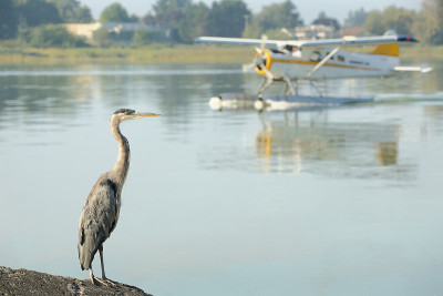Floatplane和Heron, YVR，里士满，BC