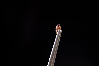 放大的tick和镊子