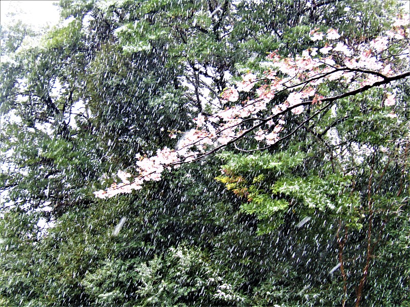 东京三月底会下雪。雪下的樱花。