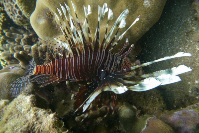 Lion fish madagascar