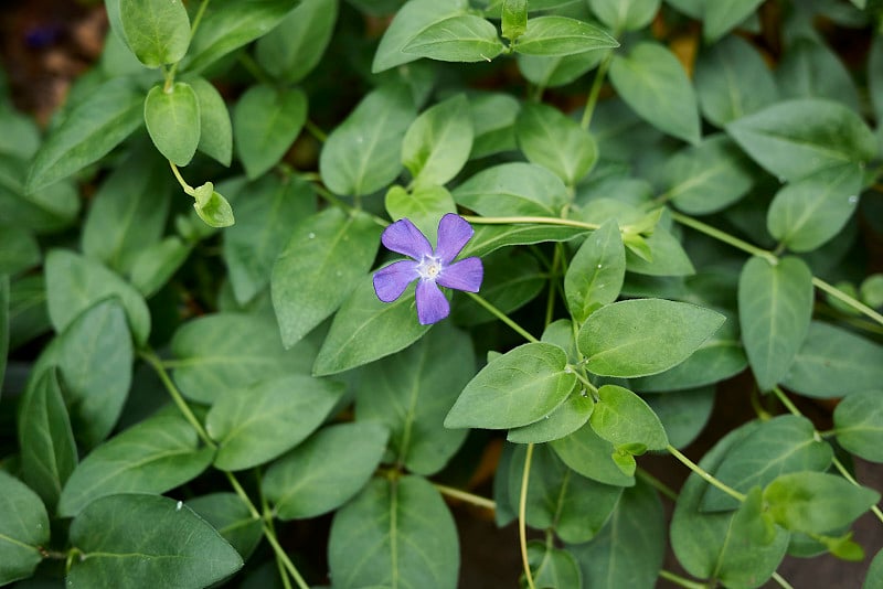 长春花开花了