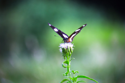 Eggfly蝴蝶