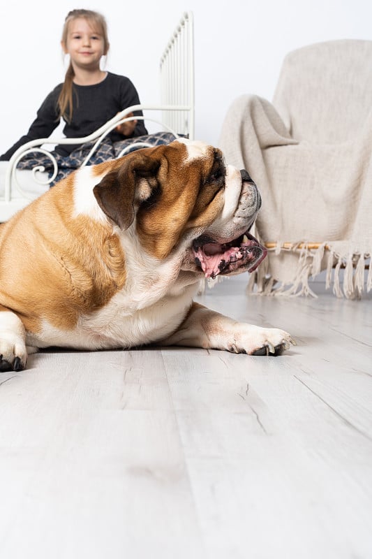 这只英国斗牛犬被它忠实的保护者守护在小女孩的床边。小女孩和她的四条腿的宠物。