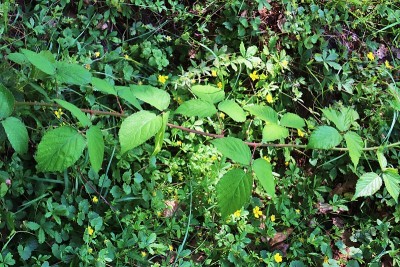 详细的近距离观察森林地面纹理与苔藓和树枝