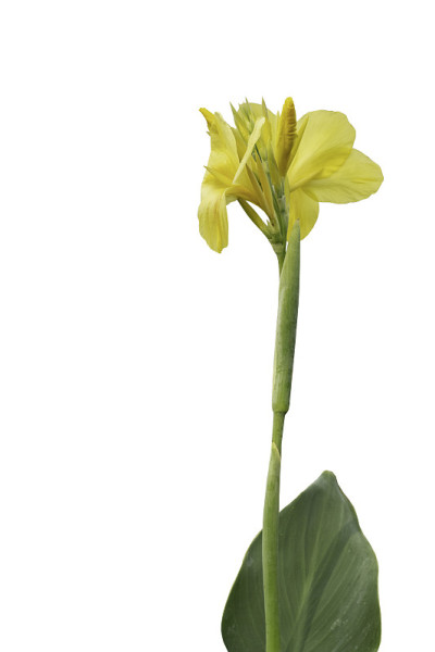 矮美人蕉花，美人蕉(印度短茎，美人蕉)，黄色的花，娇嫩的花瓣。盛开的花在长茎与小路。