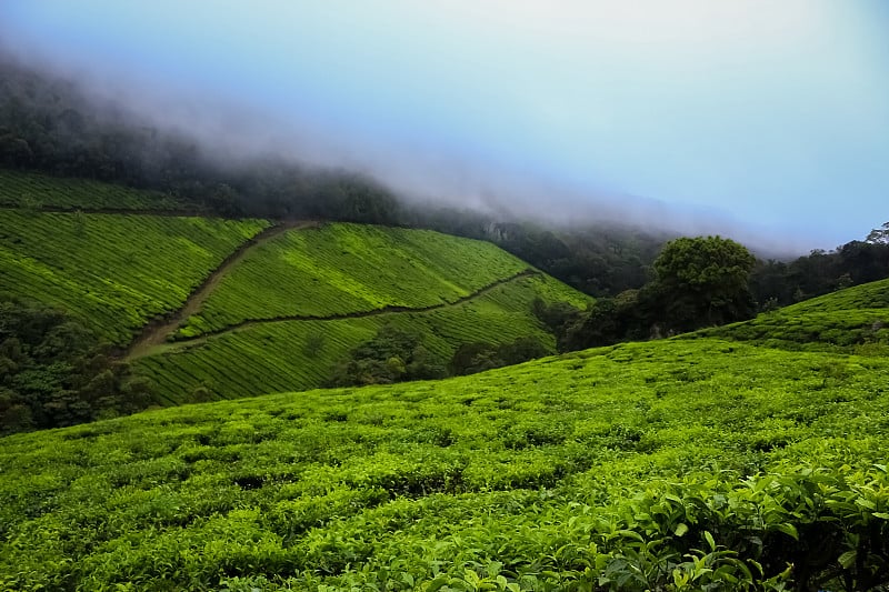 蒙纳茶种植园。印度喀拉拉邦穆纳尔最好的茶树。