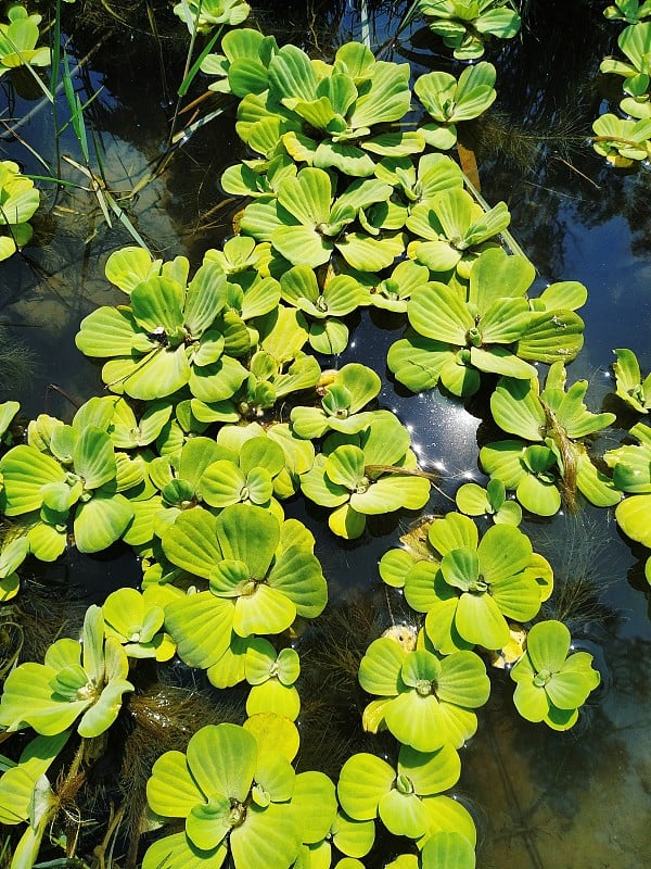 近距离观赏池塘里的绿色浮萍和水草