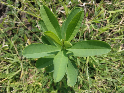 花园里的小绿树。