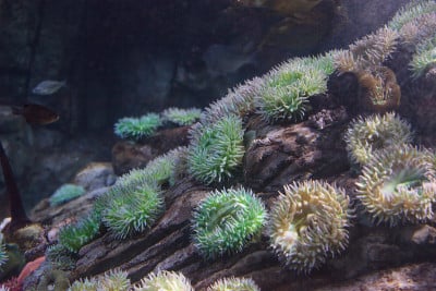 海葵，非常优雅的Anthopleura