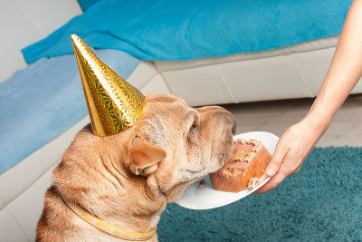 生日的狗