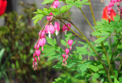血心花，花园里的双心花。