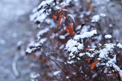 日本绣线菊伞上的雪