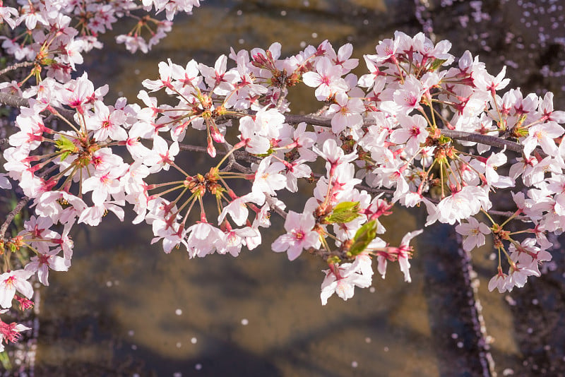 “Sakura”樱花在河边盛开