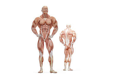 人体肌肉解剖的3D插图。孤立。包含剪切路径