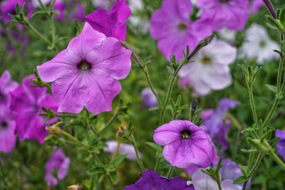 花园的花