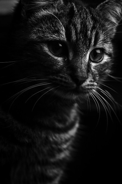 黑白近距离肖像年轻的灰色虎斑猫，低调的黑色背景
